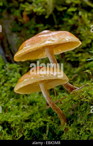 gemeinsame Rustgill (Gymnopilus Penetrans), zwei gemeinsame Rustgills, Deutschland, Schleswig-Holstein Stockfoto