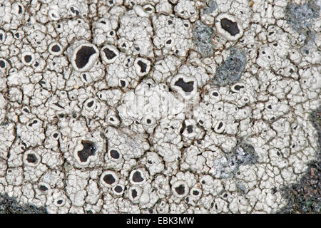 Schwarz-Schilde Flechten (Tephromela Atra, Synonym Lecanora Atra), auf Küstenfelsen, Deutschland Stockfoto