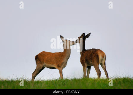 Rothirsch (Cervus Elaphus), Welpen spielen, Deutschland Stockfoto