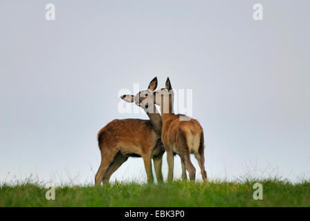 Rothirsch (Cervus Elaphus), Welpen spielen, Deutschland Stockfoto