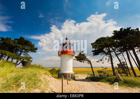 Leuchtturm Gellen auf Hiddensee mit windgepeitschte Kiefern, Deutschland, Mecklenburg-Vorpommern, Hiddensee, Neuendorf, Leuchtturm Stockfoto