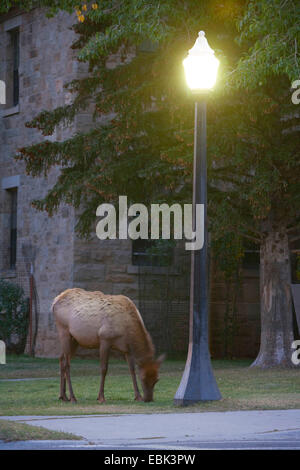 Wapiti, Elche (Cervus Elaphus Canadensis, Cervus Canadensis), Kuh Elch grasen auf Rasen, Mammoth Hot Springs, Yellowstone-Nationalpark, Wyoming, USA Stockfoto