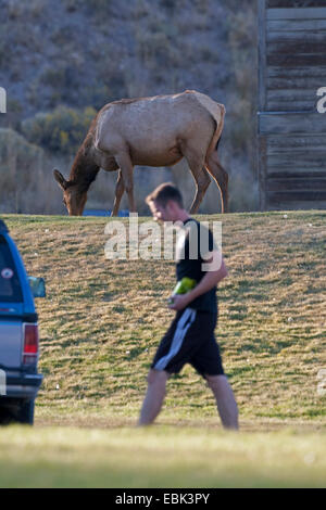 Wapiti, Elche (Cervus Elaphus Canadensis, Cervus Canadensis), junger Mann vorbeigehen Elchkühe, Mammoth Hot Springs, Yellowstone-Nationalpark, Wyoming, USA Stockfoto