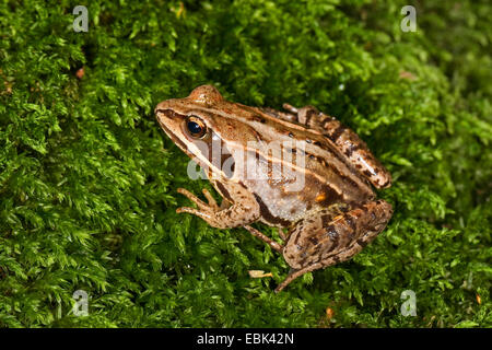 Moor-Frosch (Rana Arvalis), sitzen auf Moos, Deutschland Stockfoto