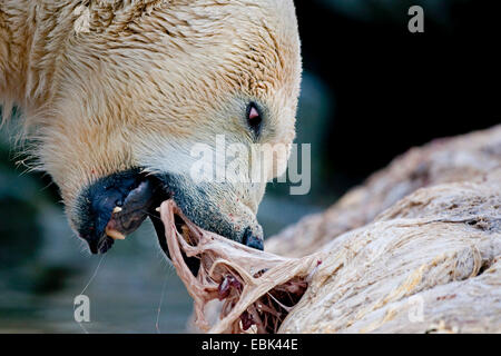 Eisbär (Ursus Maritimus), ziehen an Fleisch von Toten Wal, Norwegen, Svalbard Stockfoto