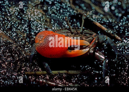 Fiedlerkrabbe (Uca Perplexa), sitzen am Strand im Schlamm, Indonesien, Bali Stockfoto