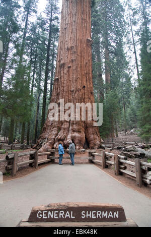 Mammutbaum, Giant Redwood (Sequoiadendron Giganteum), General Sherman Tree, die größten Bäume der Welt, USA, California, Sequoia NP Stockfoto