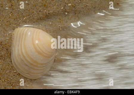 Baltischen Macoma (Macoma Balthica), im Drift-Linie an die Nordsee, Dänemark, Jylland Stockfoto