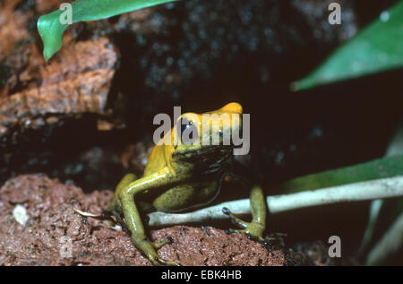 Goldene poison Frog (Phyllobates Terribilis), Halbwüchsige Individuum Stockfoto