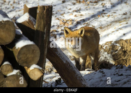 Rotfuchs (Vulpes Vulpes), stehen am Fuße des schneebedeckten Abfall Abhanges neben einem Stapel von Protokollen, Deutschland Stockfoto