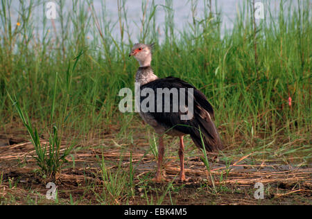 Crested Screamer, südlichen Screamer (Chauna Torquata, Chauna Cristata), stehen auf der Wiese am Ufer eines Sees Stockfoto