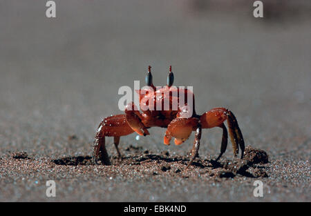 Pazifische Ghost Krabben (Ocypode Gaudichaudii), zu Fuß am Sandstrand Stockfoto