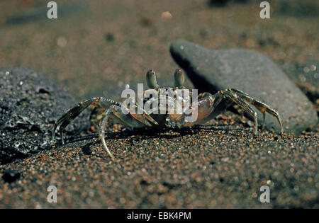 Indo-Pazifik Ghost Krabben, Horn-eyed Geist Krabbe (Ocypode Ceratophthalma), am Strand sitzen Stockfoto