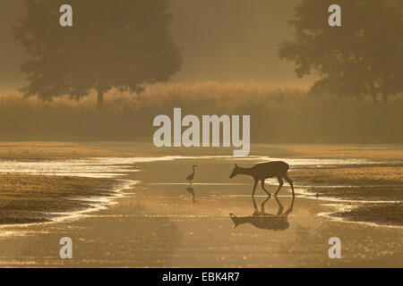 Rothirsch (Cervus Elaphus), Hind eine Wasser zu überqueren, Morgen Licht, Graureiher im Hintergrund, Deutschland, Sachsen, Oberlausitz, obere Lausitz Heide- und Teichlandschaft Stockfoto