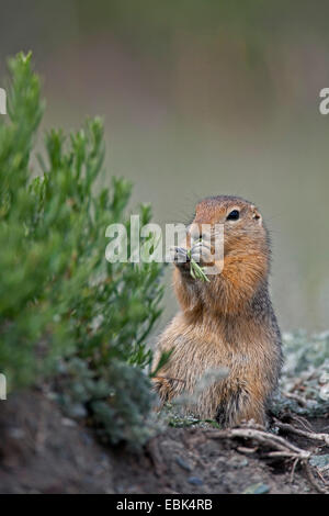 Arktischer Ziesel (Citellus Parryi, Citellus Undulatus, Spermophilus Parryii), Fütterung, Kanada, Yukon Territory, Kluane National Park Stockfoto