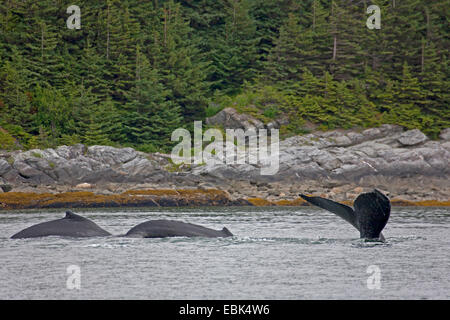 Buckelwal (Impressionen Novaeangliae), vor der Küste der Admirality Island Im Lynn Canal, USA, Alaska, Admirality Island, Lynn Canal Stockfoto