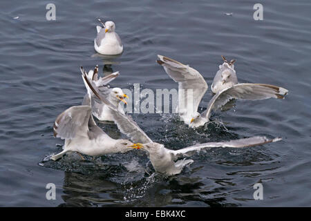 Silbermöwe (Larus Argentatus), Beute einige Vögel kämpfen im Wasser, Norwegen, Hitra Stockfoto