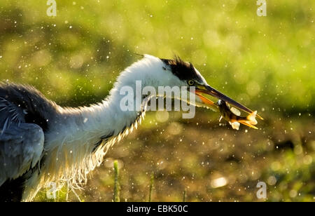 Graureiher (Ardea Cinerea), fangen einen Fisch, Deutschland, Nordrhein-Westfalen Stockfoto