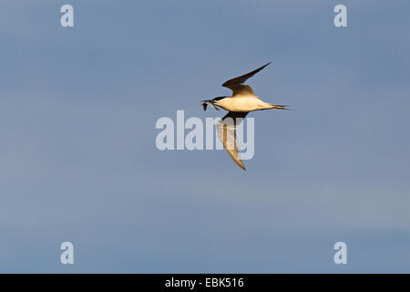 Brandseeschwalbe (Sterna Sandvicensis, Thalasseus Sandvicensis), fliegen mit einem Fisch im Schnabel, Niederlande, Texel Stockfoto