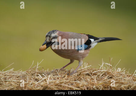 Jay (Garrulus Glandarius), stehend im Heu mit einer Eichel im Schnabel, Deutschland Stockfoto