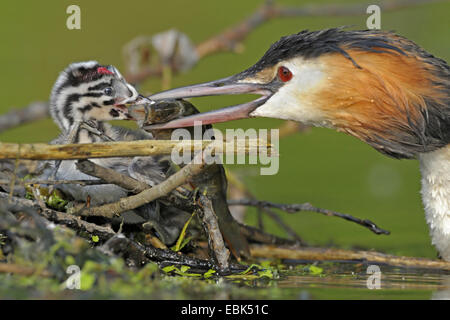 großen crested Haubentaucher (Podiceps Cristatus), Erwachsene geben einen gefangenen Fisch, ein Jugendlicher, Deutschland Stockfoto