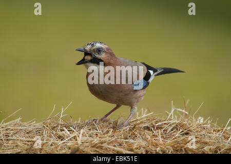 Jay (Garrulus Glandarius), stehend auf Heu schlucken eine Eichel, Deutschland Stockfoto