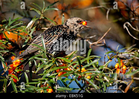 gemeinsamen Star (Sturnus Vulgaris), sitzt in einer gemeinsamen Sanddorn Busch Fütterung Beeren, Deutschland, Schleswig-Holstein, Speicherkoog Stockfoto