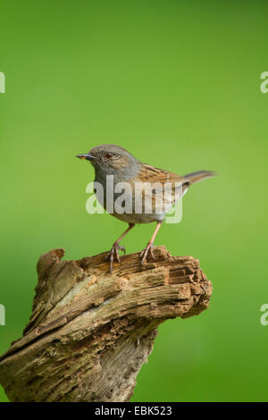 Heckenbraunelle (Prunella Modularis), mit Ameise im Schnabel, Deutschland Stockfoto