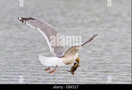 Silbermöwe (Larus Argentatus), fangen ein Stockenten-Küken, Norwegen Troms Stockfoto