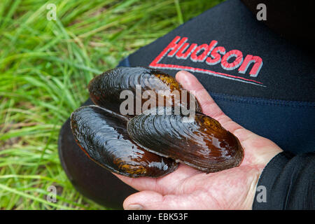 Süßwasser Perle Muschel (schottische Flussperlmuschel), östliche Pearlshell (Margaritifera Margaritifera), drei Exemplare in der Hand des Tauchers, Russland, Karelien, Keret Fluss Stockfoto