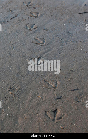 Ente-Track in den Schlamm, Deutschland Stockfoto