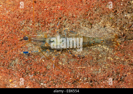 Rockpool Garnele, europäischen rock Shrimps (Palaemon Elegans), sitzt auf Felsen gut getarnt Stockfoto