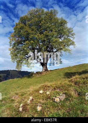 Zwerg-Distel (Carlina Acaulis), Linde in Bergwiese, Zwerg Disteln im Vordergrund, Oberbayern, Oberbayern, Bayern, Deutschland Stockfoto