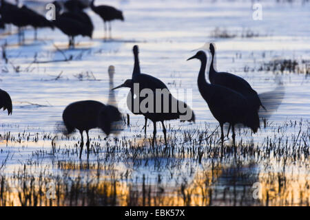 Sandhill Kran (Grus Canadensis), Sandhill Kräne, bei Dämmerung, USA, New Mexico, Bosque del Apache Wildlife Refuge Stockfoto