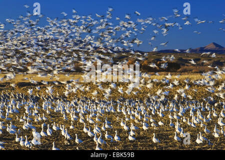 Snow Goose (Anser Caerulescens Atlanticus, Chen Caerulescens Atlanticus), Schneegänse Überwinterung im Bosque del Apache, USA, New Mexico, Bosque del Apache Wildlife Refuge Stockfoto