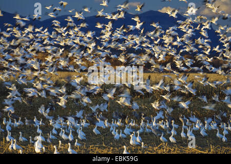 Snow Goose (Anser Caerulescens Atlanticus, Chen Caerulescens Atlanticus), Schneegänse Überwinterung im Bosque del Apache, USA, New Mexico, Bosque del Apache Wildlife Refuge Stockfoto