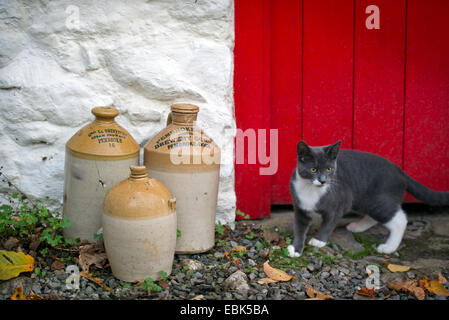 Ein Haustier Katze durch einige alte Brauerei Tonkrügen in einem Bauernhaus in Pembrokeshire, Wales UK Stockfoto