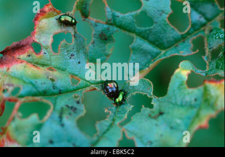 Grüne Dock Käfer grün dock Getreidehähnchen, grüner Sauerampfer Käfer (Gastrophysa Viridula, Gastroidea Viridula), schwangere Frauen, Beschädigungen der Blätter von Rheum Palmatum, Deutschland Stockfoto