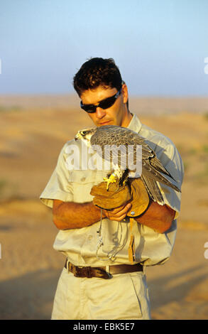 Gerfalken (Falco Rusticolus), Gerfalken und Mann, Vereinigte Arabische Emirate, Dubai Stockfoto