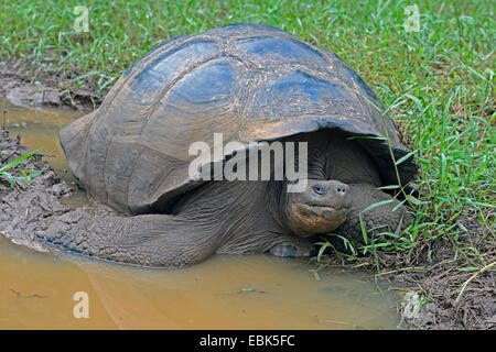 Galapagos Schildkröte, Galapagos-Riesenschildkröte (Porteri) (Chelonodis Nigra Porteri, Geochelone Elephantopus Porteri, Geochelone Nigra Porteri, Testudo Elephantopus Porteri, Chelonoides Elephantopus Porteri), im Sumpfgebiet der Berge, Ecuador, Galapagos-Inseln, Santa Cruz Stockfoto