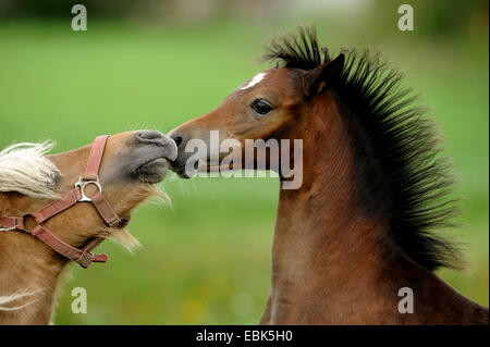 Welsh und Cob pony (Equus Przewalskii F. Caballus), zwei Ponys schnüffeln sich gegenseitig Stockfoto