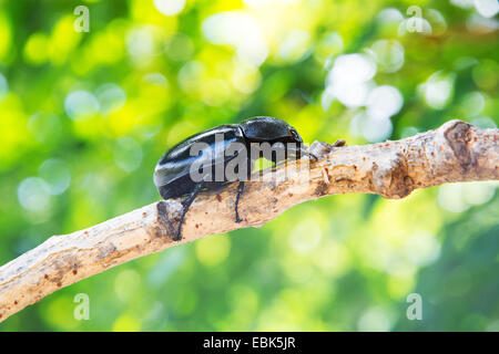 Hirschkäfer auf Baum Stockfoto