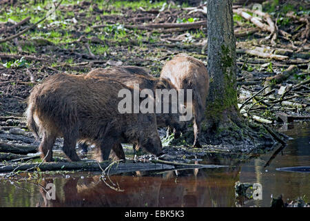 Wildschwein, Schwein, Wildschwein (Sus Scrofa), Pack trinken an einem Fluss, Deutschland Stockfoto