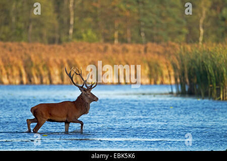 Rothirsch (Cervus Elaphus), Hirsch, überqueren einen See, Deutschland, Sachsen, Oberlausitz, obere Lausitz Heide- und Teichlandschaft Stockfoto