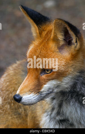 Rotfuchs (Vulpes Vulpes), Porträt, Deutschland Stockfoto