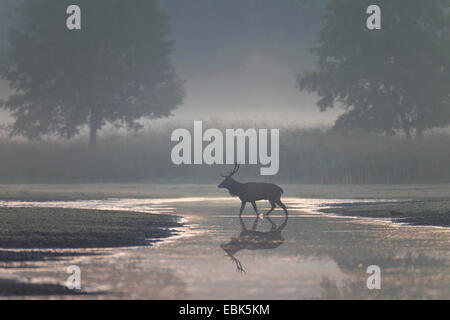 Rothirsch (Cervus Elaphus), Hirsch, überqueren eine seichte Wasser in einem Feuchtgebiet im Morgennebel, Deutschland, Sachsen, Oberlausitz, obere Lausitz Heide- und Teichlandschaft Stockfoto