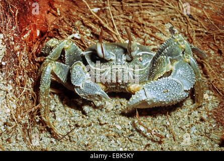 Indo-Pazifik Ghost Krabben, Horn-eyed Geist Krabbe (Ocypode Ceratophthalma), am Strand sitzen Stockfoto