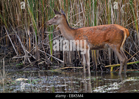 Rothirsch (Cervus Elaphus), Kuh stehend im seichten Wasser an den Schilfgürtel eines Sees, Deutschland, Sachsen, Oberlausitz, obere Lausitz Heide- und Teichlandschaft Stockfoto