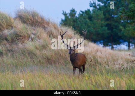 Rothirsch (Cervus Elaphus), Hirsch in die Dünenlandschaft auf dem Darß während der Brunftzeit, Deutschland, Mecklenburg-Vorpommern, NSG Darßer Wald Stockfoto