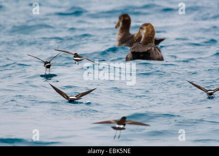 Wilsons Sturmschwalbe (Oceanites Oceanicus), einige Wilson Sturm Petrels fliegen in der Nähe der Wasseroberfläche, auf der Suche nach Nahrung vor zwei schwimmen nördlichen Riesen Sturmvögel, Suedgeorgien Stockfoto